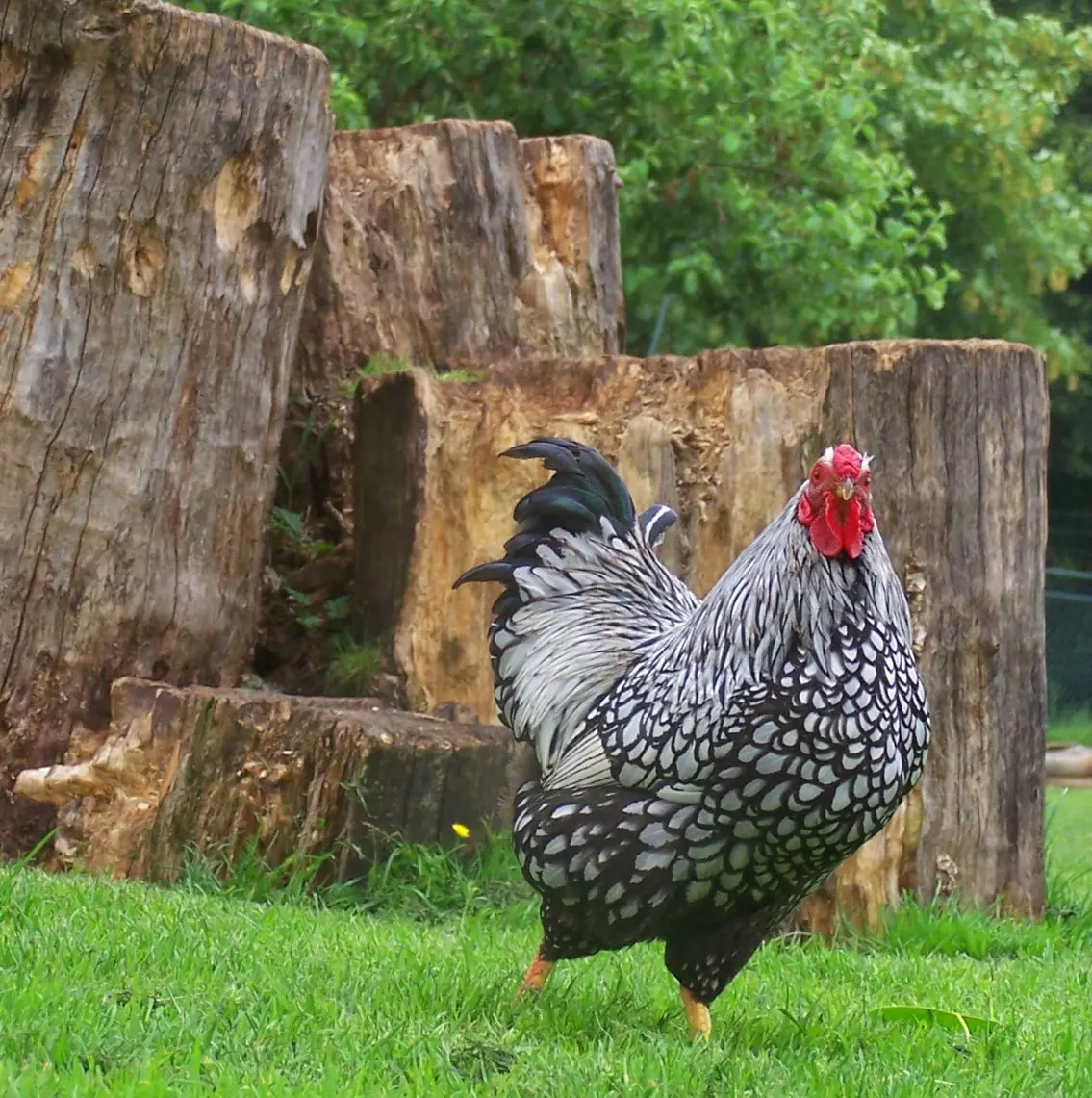 A silver-laced Wyandotte rooster on a lawn