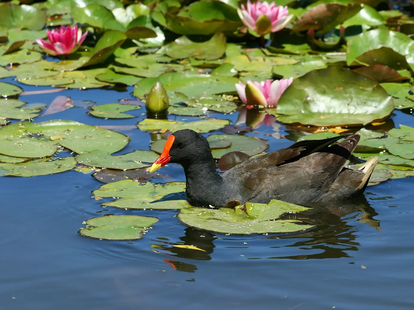 A moorhen swims among water-lily leaves and pink flowers