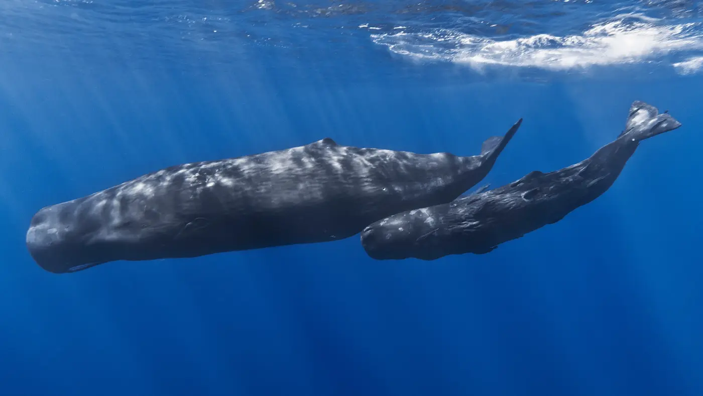 A female sperm whale swims with her calf in blue water just below the surface