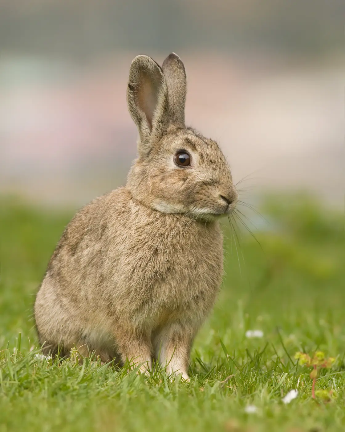 A grey-brown wild rabbit sitting alert in the grass